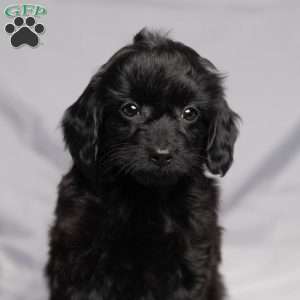 Darla, Cavapoo Puppy